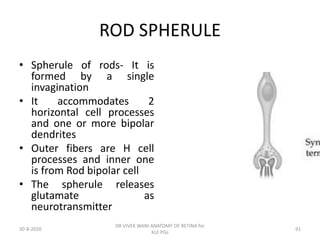Rod Spherule DR WANI'S TALK ON Retina anatomy for PGs 2022.pptx