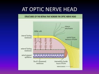 AT OPTIC NERVE HEAD

 