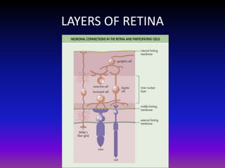 LAYERS OF RETINA

 
