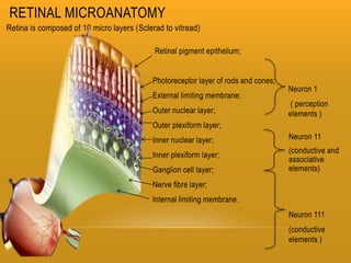 Retina and layers | PPTX