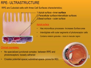 Inner Rpe Retina and layers | PPTX