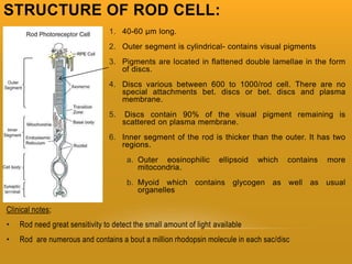 Retina and layers | PPTX