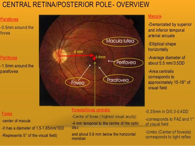 Area Of Retina Specialized For Detailed Vision Retina and layers