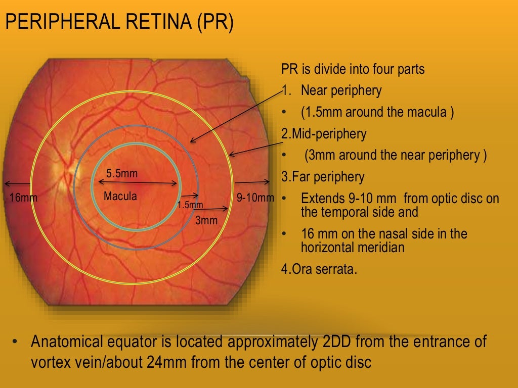 Area Of Retina Specialized For Detailed Vision Retina and layers