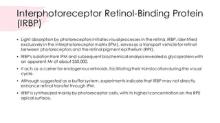 Retinal Biochemistry- Ocular Biochemistry | PDF