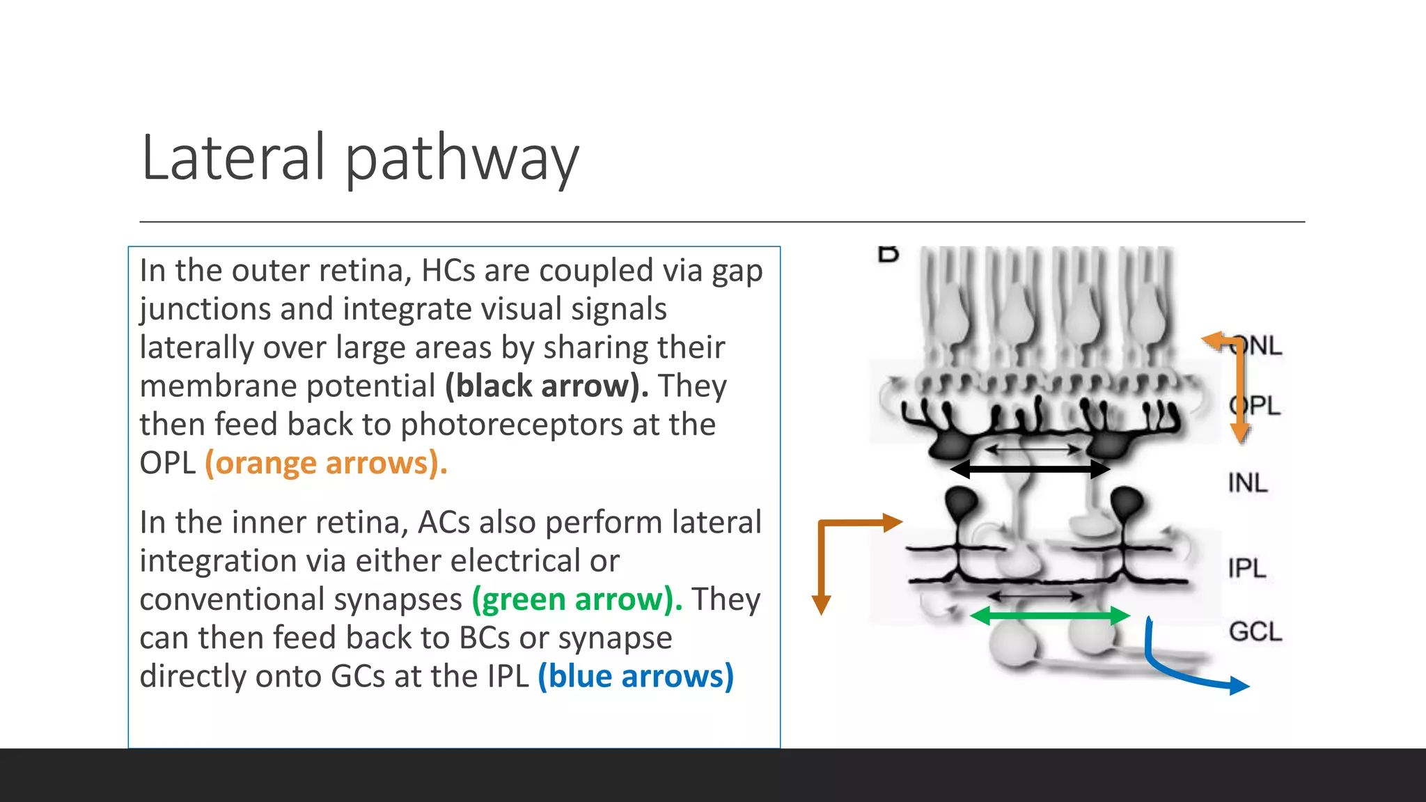 Retinal circuitry | PPTX