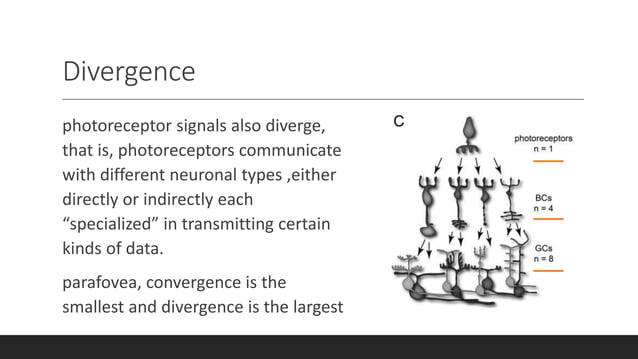 Retinal circuitry | PPT