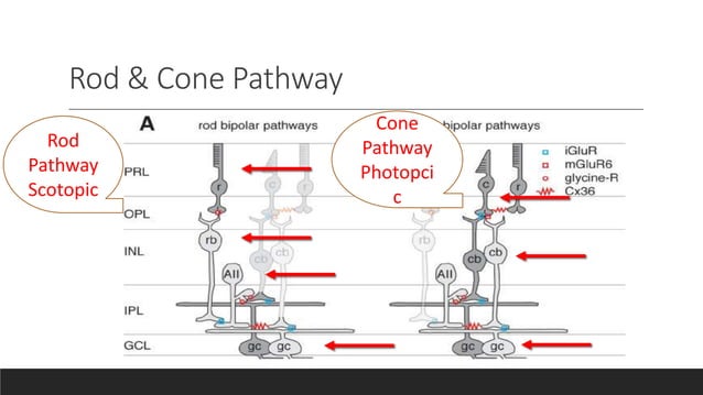 Retinal circuitry | PPT