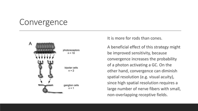 Retinal circuitry | PPT