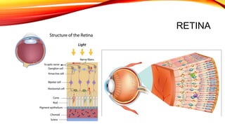 RETINA
 