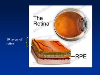 10 layers of
retina
 