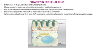 POLARITY IN EPITHELIAL CELLS
• Differences in shape, structure and functions of cells.
• Characterized by structure orientation and protein localisation patterns.
• Apical and basolateral membranes have unique protein and phospholipid compositions.
• Polarization allows the transport of molecules in a directional manner.
• When epithelial cell polarity is lost, EMT occurs and epithelial cells acquire mesenchymal migratory phenotype.
 