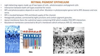 RETINAL PIGMENT EPITHELIUM
• Light detecting organs made up of two types of cells ; photoreceptors and pigment cells
• Interaction between both cell types essential for vision.
• RPE and photoreceptors depend on each other. Mutation in photoreceptor genes led to RPE diseases and vice
versa.
• RPE is located between POS and blood supply of the choroid.
• Hexagonally packed, connected by tight junctions and contain pigment granules.
• Apical membrane faces the subretinal space containing ECM which enables POS-RPE interaction.
• Basolateral membrane connected to Bruch’s membrane which enhances RPE-CC interaction.
 
