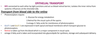 EPITHELIAL TRANSPORT
• RPE connected to each other by tight junctions and act as blood-retinal barrier; isolates the inner retina from
systemic influences at the choroidal side.
Transport from blood side to the retina
• Photoreceptors require:
1. Glucose for energy metabolism
2.Retinal for the visual cycle of the opsins
3.omega-3- fatty acids for membranes of photoreceptors
• GLUT-1 and GLUT-3 are expressed in both apical and basal membrane which transport glucose to
photoreceptors.
• Retinol is taken up from the blood which is a major component in visual cycle.
• omega-3-fatty acid is taken and incorporated into glycerolipids for synthesis, storage and subsequent delivery.
 