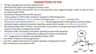 PHAGOCYTOSIS OF POS
• POS gets damaged due to photo-oxidative stress.
• Destroyed POS needs to be replaced to maintain vision.
• Phagocytosis of POS is done by RPE. This is a diurnal process and is triggered by light. It takes 11 days to renew
the whole length of POS.
• Coordination between POS and RPE required.
• Three receptors on RPE surface involved in regulation of POS phagocytosis.
• CD36- POS internalisation ; MerTK- activation of phagocytosis ; αv β5 integrin-binding of POS.
• Process starts with binding of POS to αv β5 integrin. Secreted glycoprotein milk fat globule activates integrin.
• Activated integrin produces intracellular signalling cascade which involves Focal Adhesion Kinase(FAK).
• FAK phosphorylates Mer-TK which is now activated. Gas-6 protein is strongly expressed by RPE which is
autocrine stimulator of phagocytosis by RPE.
• Activation of Mer-TK produces intracellular signalling cascade which generates
inositol-1,4,5- triphosphate followed by a subsequent increase of intracellular
Ca2+ . Phagocytosis is enabled by macrophage receptor CD36.
• Loss of Mer-TK leads to retinitis pigmentosa.
• Loss of β5- integrin leads to loss of circadian regulation of phagocytosis which
leads to lipofuscin accumulation in RPE.
 