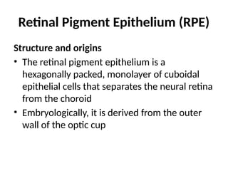 Retinal Pigment Epithelium (RPE).pptx retinal | PPTX