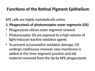 Retinal Pigment Epithelium (RPE).pptx retinal | PPTX