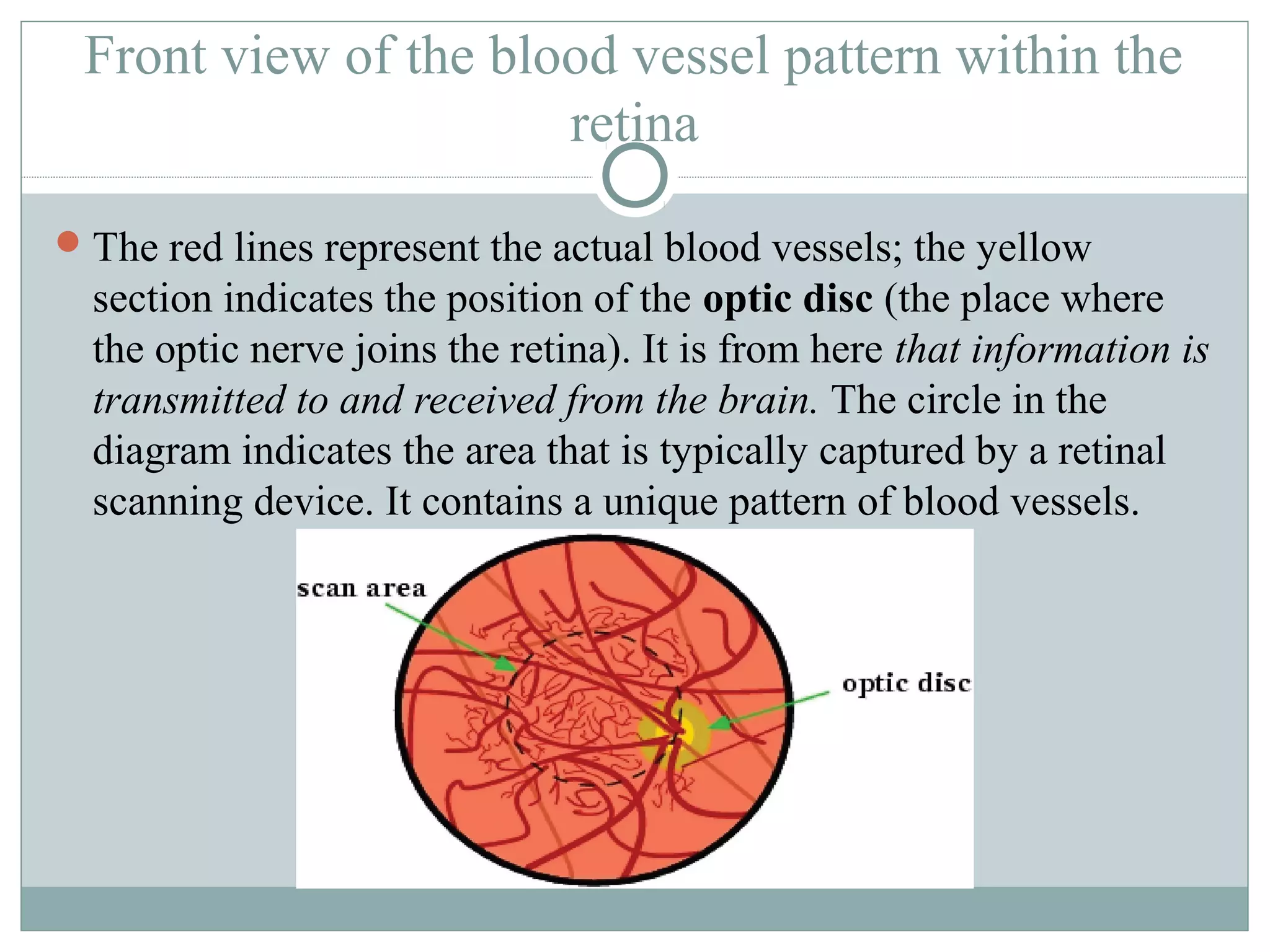 Front view of the blood vessel pattern within the
                      retina

 The red lines represent the actual blood vessels; the yellow
  section indicates the position of the optic disc (the place where
  the optic nerve joins the retina). It is from here that information is
  transmitted to and received from the brain. The circle in the
  diagram indicates the area that is typically captured by a retinal
  scanning device. It contains a unique pattern of blood vessels.
 