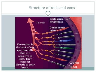 Structure of rods and cons

                              Rods sense
                   To brain   brightness
                               
                              Cones sense
                              color




 The retina, in
the back of our
 eye, has cells
    that are
  sensitive to
  light. They
    connect
directly to your
     brain.
 