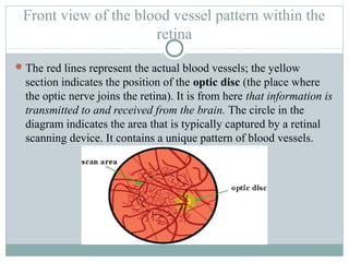 Front view of the blood vessel pattern within the
                      retina

 The red lines represent the actual blood vessels; the yellow
  section indicates the position of the optic disc (the place where
  the optic nerve joins the retina). It is from here that information is
  transmitted to and received from the brain. The circle in the
  diagram indicates the area that is typically captured by a retinal
  scanning device. It contains a unique pattern of blood vessels.
 