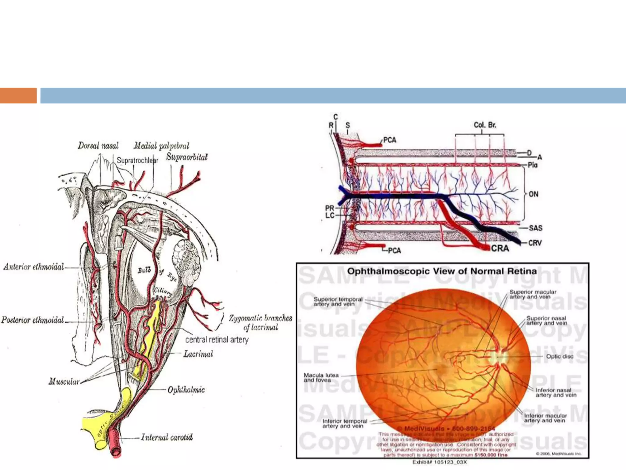 Retinal vascular occlusions | PPTX