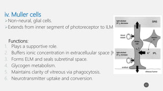 Physiology of Retina | PPTX