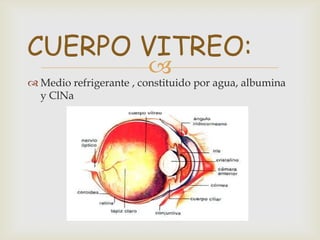 CUERPO VITREO:
                        
 Medio refrigerante , constituido por agua, albumina
  y ClNa
 