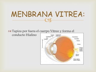 MENBRANA VITREA:
       
 Tapiza por fuera el cuerpo Vítreo y forma el
  conducto Hialino
 