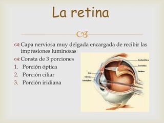La retina
                        
 Capa nerviosa muy delgada encargada de recibir las
   impresiones luminosas
 Consta de 3 porciones
1. Porción óptica
2. Porción ciliar
3. Porción iridiana
 