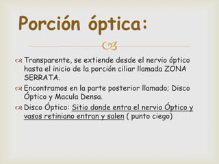 Porción óptica:
                         
 Transparente, se extiende desde el nervio óptico
  hasta el inicio de la porción ciliar llamada ZONA
  SERRATA.
 Encontramos en la parte posterior llamado; Disco
  Óptico y Macula Densa.
 Disco Óptico: Sitio donde entra el nervio Óptico y
  vasos retiniano entran y salen ( punto ciego)
 