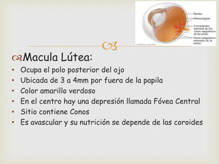 
Macula Lútea:
•   Ocupa el polo posterior del ojo
•   Ubicada de 3 a 4mm por fuera de la papila
•   Color amarillo verdoso
•   En el centro hay una depresión llamada Fóvea Central
•   Sitio contiene Conos
•   Es avascular y su nutrición se depende de las coroides
 