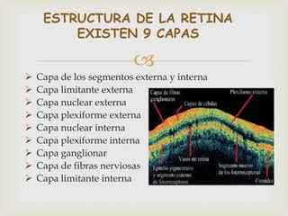 ESTRUCTURA DE LA RETINA
         EXISTEN 9 CAPAS

                          
   Capa de los segmentos externa y interna
   Capa limitante externa
   Capa nuclear externa
   Capa plexiforme externa
   Capa nuclear interna
   Capa plexiforme interna
   Capa ganglionar
   Capa de fibras nerviosas
   Capa limitante interna
 