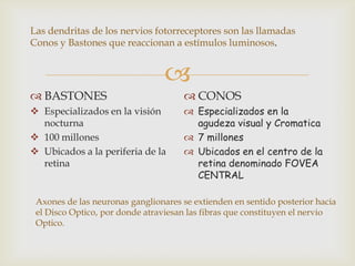 Las dendritas de los nervios fotorreceptores son las llamadas
Conos y Bastones que reaccionan a estímulos luminosos.


                                 
 BASTONES                             CONOS
 Especializados en la visión          Especializados en la
  nocturna                              agudeza visual y Cromatica
 100 millones                         7 millones
 Ubicados a la periferia de la        Ubicados en el centro de la
  retina                                retina denominado FOVEA
                                        CENTRAL

 Axones de las neuronas ganglionares se extienden en sentido posterior hacia
 el Disco Optico, por donde atraviesan las fibras que constituyen el nervio
 Optico.
 