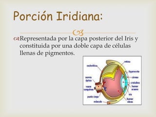 Porción Iridiana:
                     posterior del Iris y
Representada por la capa
  constituida por una doble capa de células
  llenas de pigmentos.
 