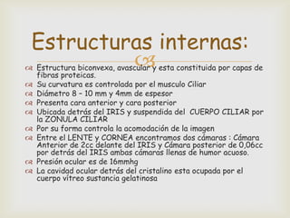 Estructuras internas:
          
 Estructura biconvexa, avascular y esta constituida por capas de
  fibras proteicas.
 Su curvatura es controlada por el musculo Ciliar
 Diámetro 8 – 10 mm y 4mm de espesor
 Presenta cara anterior y cara posterior
 Ubicada detrás del IRIS y suspendida del CUERPO CILIAR por
  la ZONULA CILIAR
 Por su forma controla la acomodación de la imagen
 Entre el LENTE y CORNEA encontramos dos cámaras : Cámara
  Anterior de 2cc delante del IRIS y Cámara posterior de 0,06cc
  por detrás del IRIS ambas cámaras llenas de humor acuoso.
 Presión ocular es de 16mmhg
 La cavidad ocular detrás del cristalino esta ocupada por el
  cuerpo vítreo sustancia gelatinosa
 