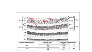 Advanced Retina Vascular Pattern Recognition in Biometrics | PDF