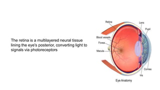 Retina Pattern Advanced Retina Vascular Pattern Recognition in Biometrics | PDF
