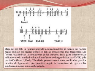 HIPÓTESIS DE KNUDSON o de iniciación-promociónEn los tumores hereditarios debe ocurrir una primera mutación en células germinales seguida de una mutación en células somáticas.En los no hereditarios, se presenta una mutación somática como primer evento, seguida de otra mutación somática que ocasiona una pérdida del control del ciclo celular.