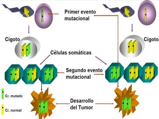 El esquema muestra las dos mutaciones, primera y segunda, que se producen para dar lugar a la formación de un tumor. En los hereditarios todas las células constitucionalmente llevan la primera mutación. M1: 1ª mutación ; M2: 2ª mutación; Mn: mutaciones adicionales