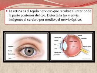La retina es el tejido nervioso que recubre el interior de la parte posterior del ojo. Detecta la luz y envía imágenes al cerebro por medio del nervio óptico.