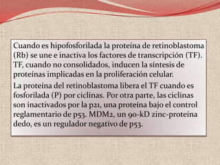 HistopatologíaLas rosetas de Flexner-Wintersteiner son caracteristicas del retinoblastoma y  consiste en células columnares dispuestas de forma circular alrededor de un centro claro.También se pueden ver en otros tumores oculares como el meduloepitelioma. Las rosetas de Homer-Wright consisten en células dispuestas de forma radial alrededor de una maraña de fibras neurales, pero también se pueden encontrar en neuroblastomas, meduloblastomas y meduloepiteliomas.Las fleurettes están compuestas por grupos de células tumorales con prolongaciones eosinofílicasarciformes, que atraviesan la membrana celular confiriéndole un aspecto fenestrado. 
