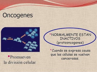 Algunos Oncogenes que causan cáncer􀁺 erb-B- Factor de crecimientoepidérmico, Glioblastoma, cáncercerebral, cáncer de mama􀁺 erb-B2 – (HER-2 orneu). Mama,ovario y glándulas salivales􀁺 Ki-ras- pulmón, ovario, colon, ypáncreas􀁺 N-ras - leucemias􀁺 c-Myc, N-myc, L-myc- Leucemias,mama, estomago, and pulmón (c-Myc,L-myc); neuroblastoma (N-myc)􀁺 Bcl-1 – mama y cabeza/cuello