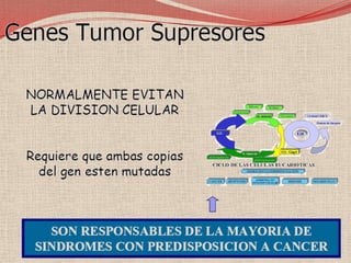 Mapa del gen RB1. La figura muestra la localización de los 27 exones. Las flechas negras indican los lugares donde se dan las mutaciones más frecuentes. Las flechas rojas indican las mutaciones en los intrones. En la parte inferior están indicados mediante flechas los polimorfismos de longitud (Rb1.20 y VNTR) y de restricción (BamHI,XbaIy Tth111I) del gen más comúnmente utilizados para los estudios de ligamiento, que permiten seguir la transmisión del gen en las familias con más de un miembro afecto