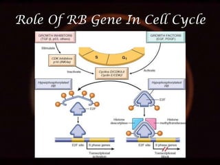 Role Of RB Gene In Cell Cycle

 