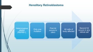 Hereditary Retinoblastoma
Heterozygous
alleles
(RB/RB+).
Only one
mutation
First hit
occurs in
utero
All cells of
body affected
Second hit
occurs in any
retinal cell
 