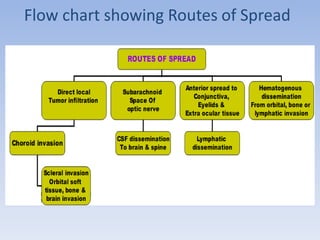 Flow chart showing Routes of Spread
 