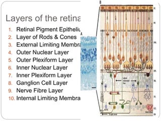 Layers of the retina
1. Retinal Pigment Epithelium
2. Layer of Rods & Cones
3. External Limiting Membrane
4. Outer Nuclear Layer
5. Outer Plexiform Layer
6. Inner Nuclear Layer
7. Inner Plexiform Layer
8. Ganglion Cell Layer
9. Nerve Fibre Layer
10. Internal Limiting Membrane
 