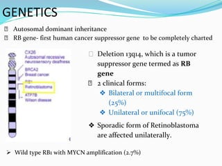 GENETICS
⮚ Autosomal dominant inheritance
⮚ RB gene- first human cancer suppressor gene to be completely charted
⮚ Deletion 13q14, which is a tumor
suppressor gene termed as RB
gene
⮚ 2 clinical forms:
❖ Bilateral or multifocal form
(25%)
❖ Unilateral or unifocal (75%)
❖ Sporadic form of Retinoblastoma
are affected unilaterally.
 Wild type RB1 with MYCN amplification (2.7%)
 