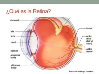 ¿Qué es la Retina?




                     Estructura del ojo humano
 