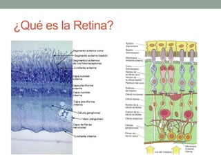 ¿Qué es la Retina?
 
